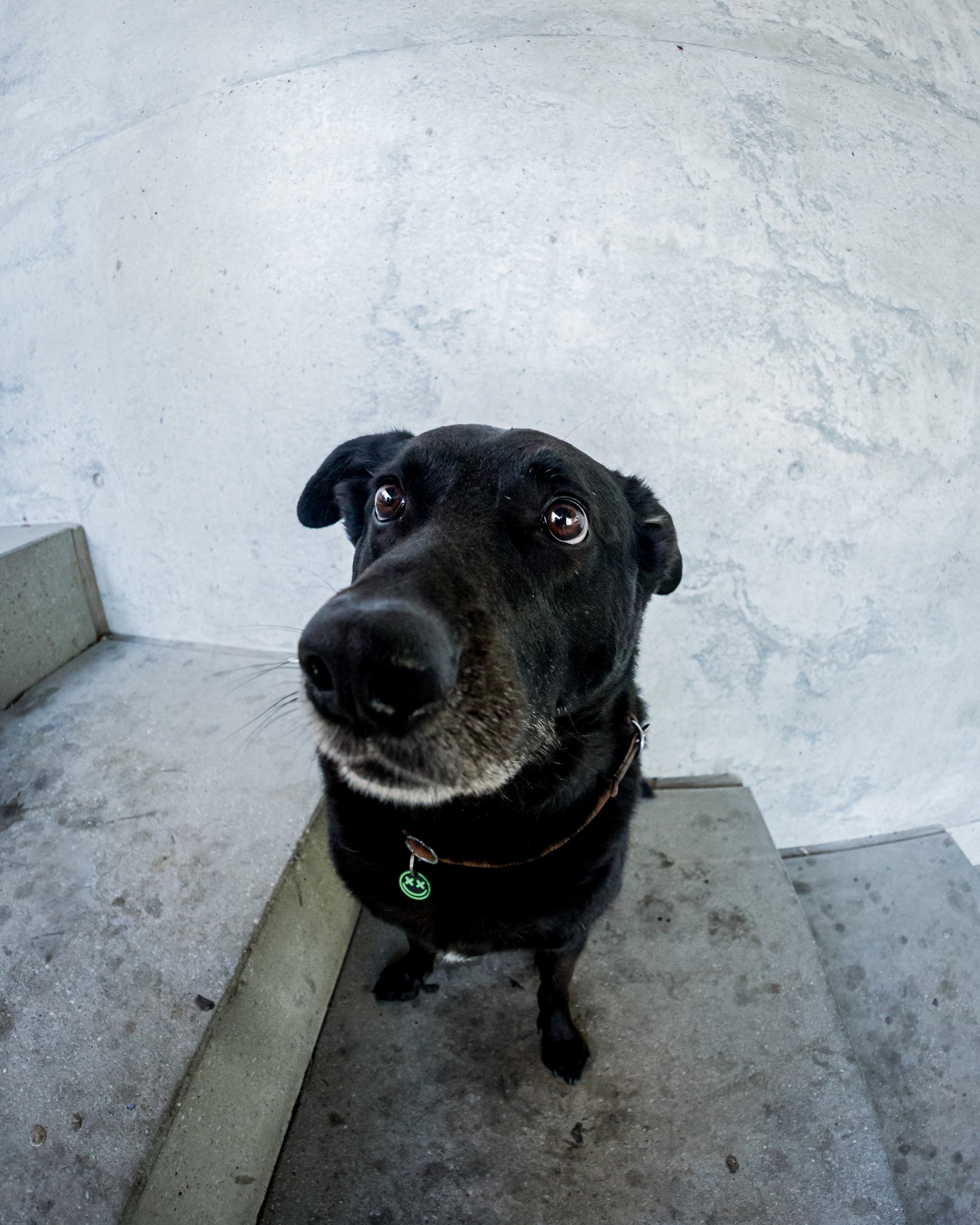 Ein schwarzer Hund mit einer langen Nase