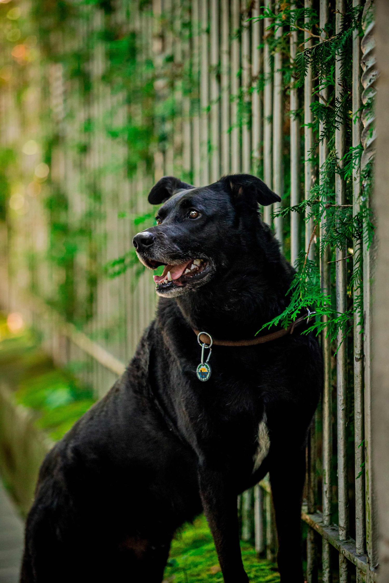 Ein schwarzer Hund steht an einem Zaun und schaut nach links