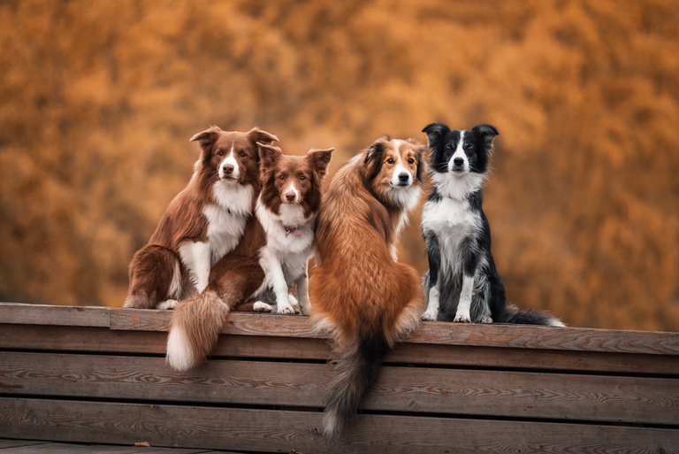 Dogs on Wooden Surface