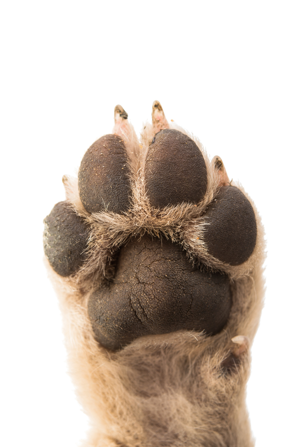 puppy paw